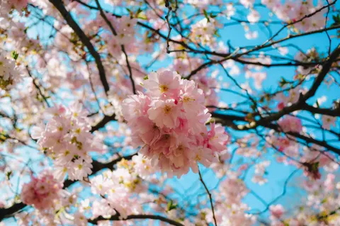 Hình nền Hoa Anh Đào 4K · nature · 3840×2553