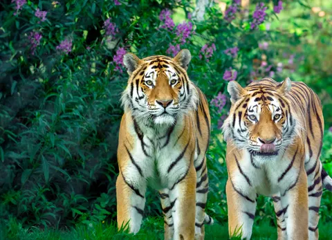 Sfondo Tigre 4K · animals · 3840×2780