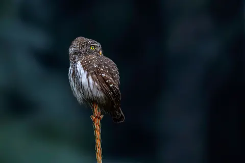 Fondo de pantalla Búho 4K · animals · 3840×2560