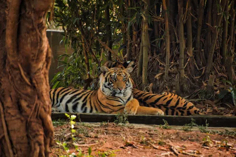 बाघ 4K वॉलपेपर · animals · 3840×2560