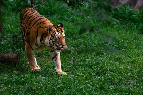 बाघ 4K वॉलपेपर · animals · 3840×2560