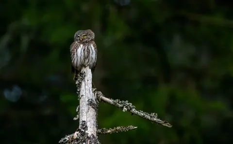 Owl 4K Wallpaper · animals · 3840×2383