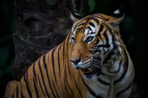 बाघ 4K वॉलपेपर · animals · 3840×2560