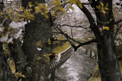 Wallpaper Bunga Sakura 4K · nature · 3840×2560