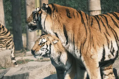 बाघ 4K वॉलपेपर · animals · 3840×2560
