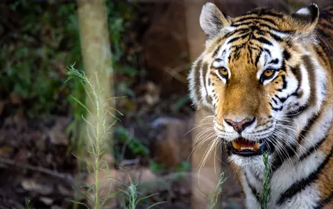 बाघ 4K वॉलपेपर · animals · 3840×2417