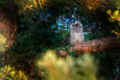 Обои Сова 4K · animals · 3840×2560