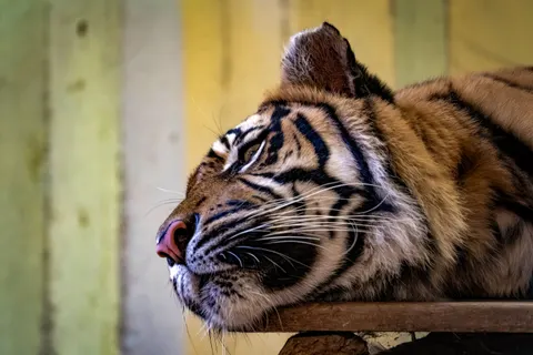Tiger 4K Hintergrundbild · animals · 3840×2560