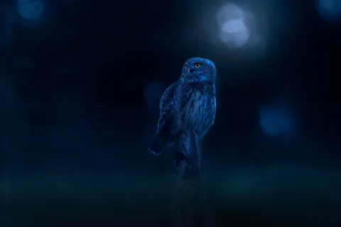 Eule 4K Hintergrundbild · animals · 3840×2560
