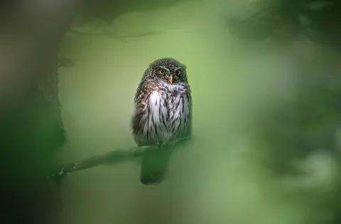 Owl 4K Wallpaper · animals · 3840×2519