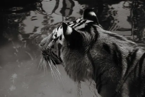 बाघ 4K वॉलपेपर · animals · 3840×2560