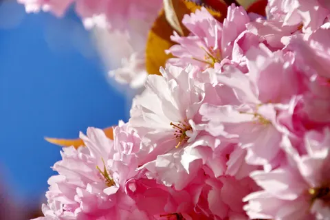 Tapeta Kwiat Wiśni 4K · nature · 3840×2560
