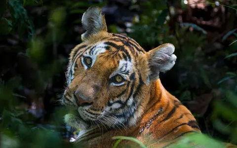 Tiger 4K Hintergrundbild · animals · 3840×2400