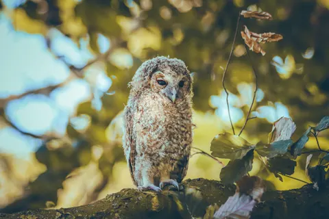 Fondo de pantalla Búho 4K · animals · 3840×2560