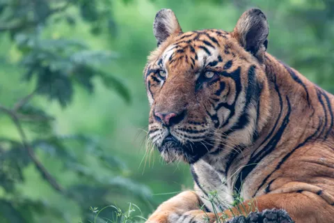बाघ 4K वॉलपेपर · animals · 3840×2560