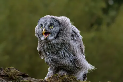 Owl 4K Wallpaper · animals · 3840×2560