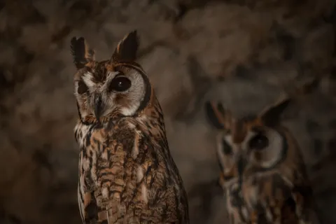 올빼미 4K 배경화면 · animals · 3840×2560