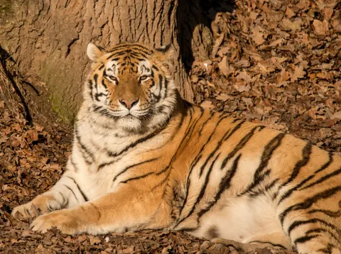 Tiger 4K Hintergrundbild · animals · 3840×2871