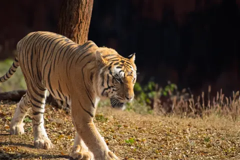 Sfondo Tigre 4K · animals · 3840×2560