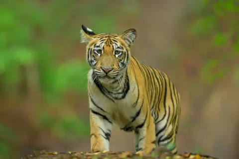 Tiger 4K Hintergrundbild · animals · 3840×2560
