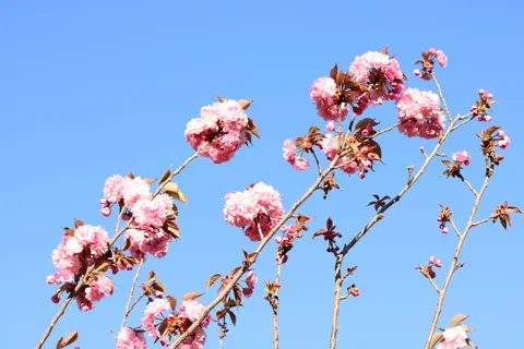Cherry Blossom 4K Wallpaper · nature · 3840×2560
