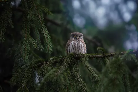 Owl 4K Wallpaper · animals · 3840×2560