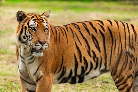 बाघ 4K वॉलपेपर · animals · 3840×2563