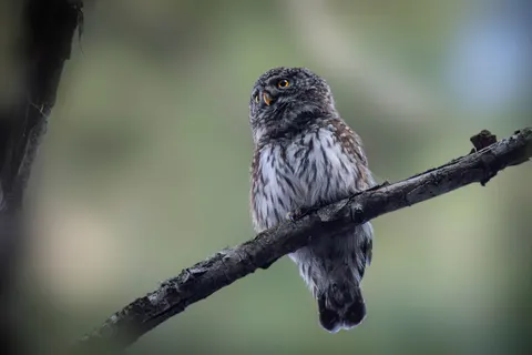 خلفية بومة بدقة 4K · animals · 3840×2560