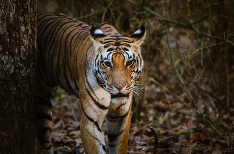 बाघ 4K वॉलपेपर · animals · 3840×2525