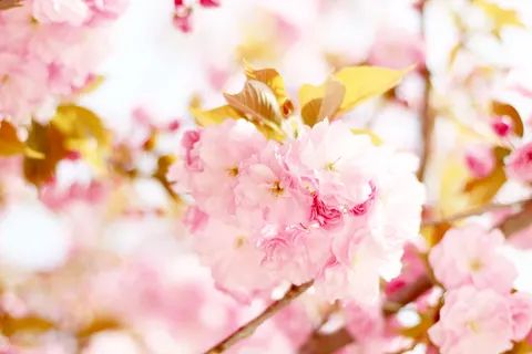 Wallpaper Bunga Sakura 4K · nature · 3840×2560