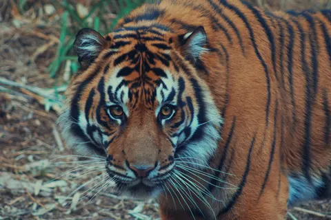 Tiger 4K Hintergrundbild · animals · 3840×2560