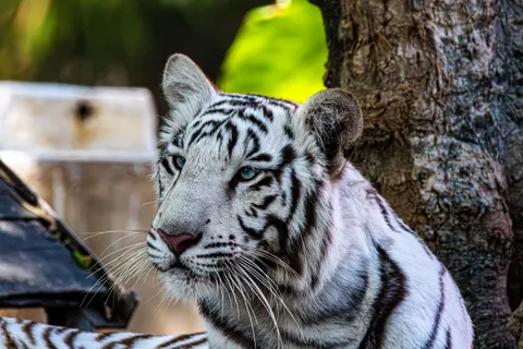 Sfondo Tigre 4K · animals · 3840×2560