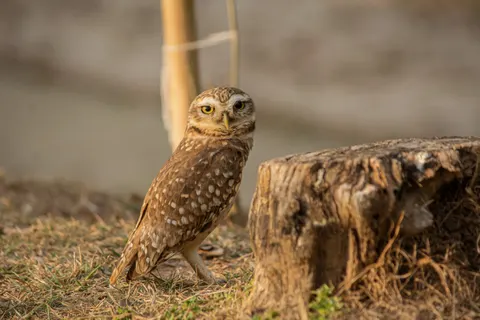 Eule 4K Hintergrundbild · animals · 3840×2560