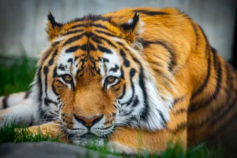 老虎 4K桌布 · animals · 3840×2560