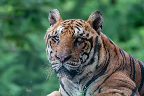 बाघ 4K वॉलपेपर · animals · 3840×2560