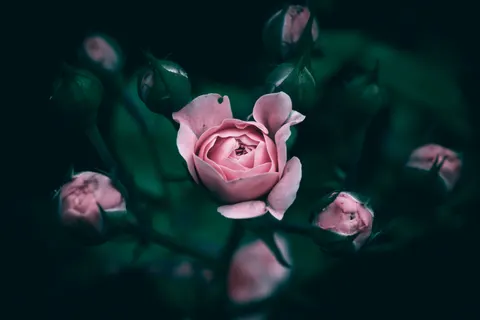 장미 4K 배경화면 · flowers · 3840×2560