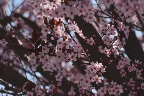 Tapeta Kwiat Wiśni 4K · nature · 3840×2560
