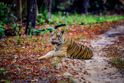 बाघ 4K वॉलपेपर · animals · 3840×2560