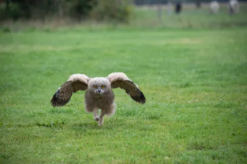 Owl 4K Wallpaper · animals · 3840×2560