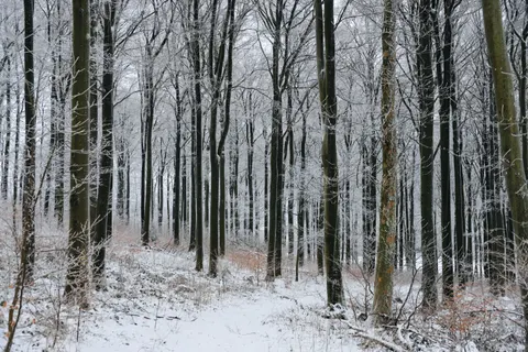 Verschneiter Wald 4K Hintergrundbild · winter · 3840×2559