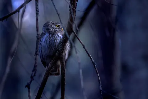 Owl 4K Wallpaper · animals · 3840×2560