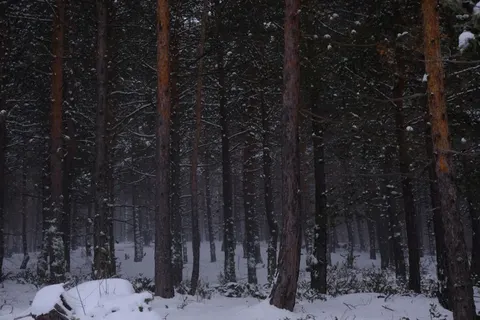 Snowy Forest 4K Wallpaper · winter · 3840×2560