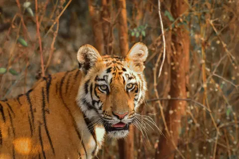 Tiger 4K Hintergrundbild · animals · 3840×2560