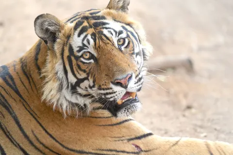 बाघ 4K वॉलपेपर · animals · 3840×2560