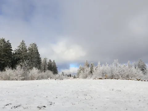 Snowy Forest 4K Wallpaper · winter · 3840×2880