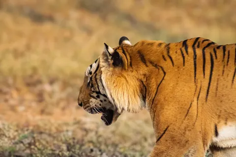 बाघ 4K वॉलपेपर · animals · 3840×2560