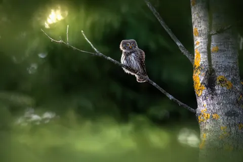 Owl 4K Wallpaper · animals · 3840×2560