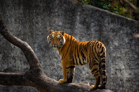 Hình nền Hổ 4K · animals · 3840×2560