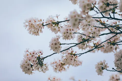 Cherry Blossom 4K Wallpaper · nature · 3840×2560