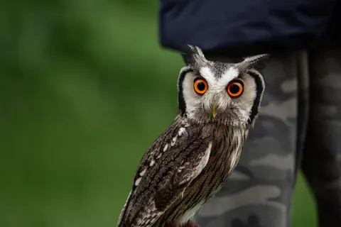 Owl 4K Wallpaper · animals · 3840×2563